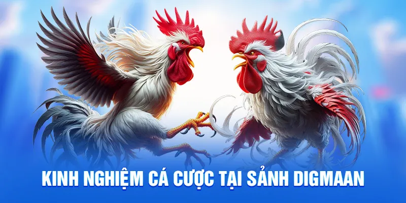 Sảnh Digmaan - Đấu Trường Đá Gà Online Uy Tín Tại 78win 4 Kinh nghiệm cá cược tại sảnh digmaan